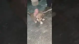 Epic puppy comes home for the first time.