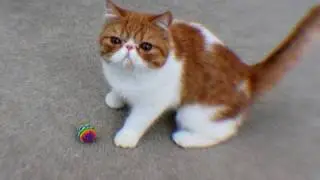 Cat Fetch! Pancake Style