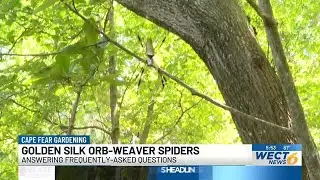 Cape Fear Gardening: Golden Silk Orb-Weaver Spiders