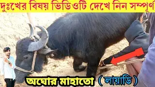 দুঃখের বিষয় 😱ভিডিওটি দেখে নিন সম্পূর্ণ কাড়া অবস্থা খুবই খারাপ,😱 লায়াডি অঘোর মাহাতো কাড়া।।।