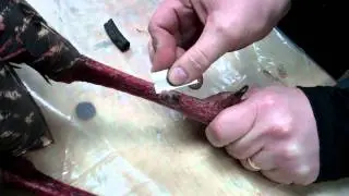 How To Remove Turkey Spurs ( Taxidermy -  Hunting )