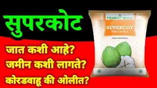 SUPERCOT PCH-115 BT-2 | supercot cotton seeds prabhat seeds cotton variety kapas duration, soil type