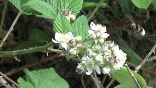 Bramble Flower Bee Buffet.
