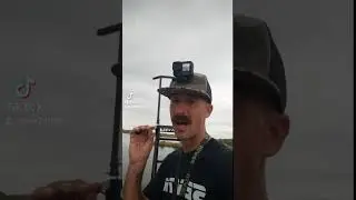 Shrimp is everywhere in the Louisiana marsh🤔