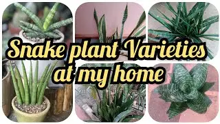 Snake plant Varieties at my home/Snake plant varieties/snake plant/Sansevieria/Snake Plant type