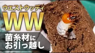 【ウェストウッディ800菌糸へお引越】驚愕！高確率で幼虫が成長！