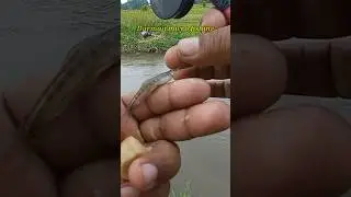 Mancing Uceng Pakai Kail Neo Carbon 0,5 Warna Biru Umpan Go Potato