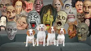 Dogs vs Zombie Head Invasion! Funny Dogs Maymo, Indie, Potpie & Penny vs Zombie Heads on Halloween
