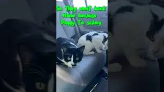 Scary adventures for sure 🦎🐈&zwj;⬛🐈#cat #kitty #adventure #kittyadventure