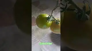 Aha Tamatar Bade Mazedar 🍅 | Fresh Red & Green Tomatoes | Fun Viral Short