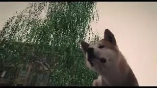 Dog low angle