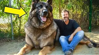Scared Dog Never Wagged Her Tail Until She Met Her Foster Dad
