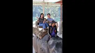 Mus caij ntxhw os fanny tiag tiag. พาเที่ยวปางช้างแม่แตง #ปางช้าง