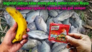Umpan nila paling jitu untuk Galatama,harian maupun luar #184