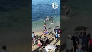 Sea lion charges toward people on San Diego beach