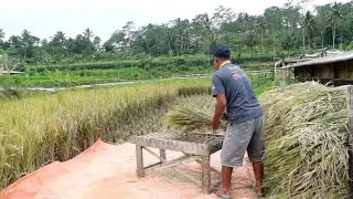 MULAI PANEN PADI LAGI..