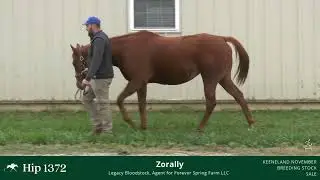 Hip #1372 - Zorally/Broodmare by Wiseman's Ferry, IF to Early Voting