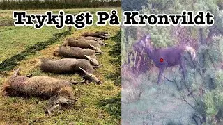 Trykjagt p&aring; Kronvildt i Danmark | 2024