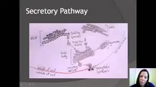 Unit A - Secretory Pathway & Intracellular Digestion