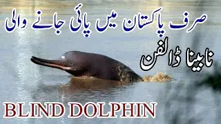 INDUS RIVER BLIND DOLPHIN بلھن BULHUN