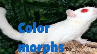 Sugar glider color morphs!!part one