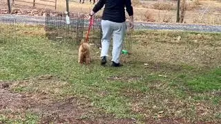 Gator Training Progress Leash and Potty   SD 480p
