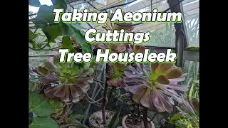 Propagating Aeoniums | Aeonium Cuttings | Tree Houseleek Propagation #gardening #aeonium #succulents
