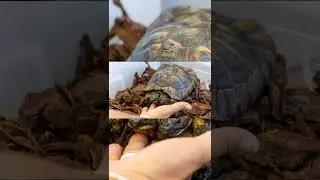 Two-headed tortoise is turning 25 years old with a special celebration