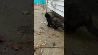 Zoey is Braving the Wild Wind at the EnCATment! #communitycat 