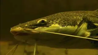 Разнообразие видового состава представителей отряда Сомообразные (Siluriformes) в реках Амазонии.