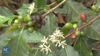 Colombian coffee company looking to China for next big expansion