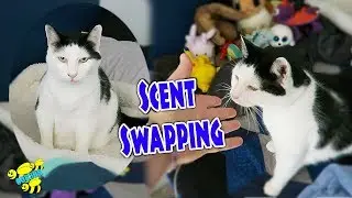 WILL OUR CATS GET ALONG? ~ SCENT SWAPPING