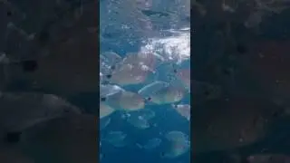 Promenade en mer &agrave; Propriano CORSE  (2)