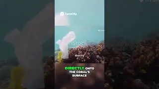 Plastic vs coral reefs