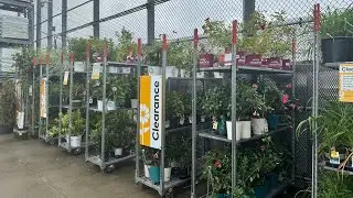 LOWES MID-AUGUST INVENTORY🌼PLANT CLEARANCE EVENT 🌸🌺FULLY STOCKED CLEARANCE SECTION🤩