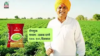 🌱 हरभरा हिम्&zwj;मत | उत्तम उत्पादन आणि विश्वासार्ह वाण | Basant Agro