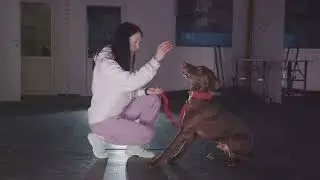 Transform Your Dog with K9 Training Concierge!