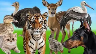 Learn Family Animals pheasant, tiger, chicken, fawn, cat, cow, ostrich, duck - Farm Animal Sounds