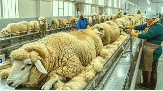 From Sheep Wool & Skin to Luxury Products | Inside the Complete Factory Process (Full Documentary)