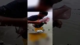 Epic Squid catch caught on net #fishing #fishingshow #facts