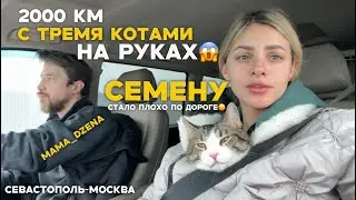 Наше путешествие на машине с тремя котами и ребенком!