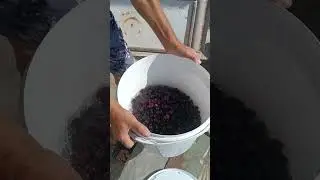 частина 2 Родзинки