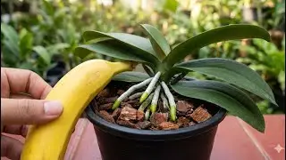 Instructions on how to make highly effective organic fertilizer from banana peels for orchids.