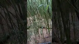#outdoor #beautiful #nature #travel #bamboo #creek #forest