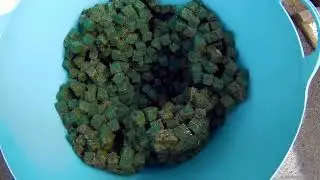 Cleaning the Hozelock Bioforce Revolution Pressurised Filter and my thoughts of it