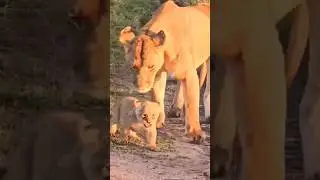 Lion Cub Roaring with Lioness 🦁❤️