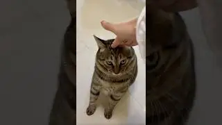 You can't touch the cat's head casually! #acs #pets