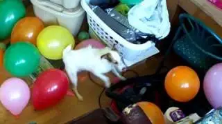 Jack Russell Balloon drop