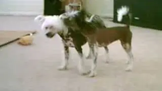 Chinese Crested Battle Dogs -- Ling Ling VS Kiko