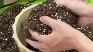 #养花小知识 #养花小技巧 #花卉绿植 #经验分享 #涨知识
